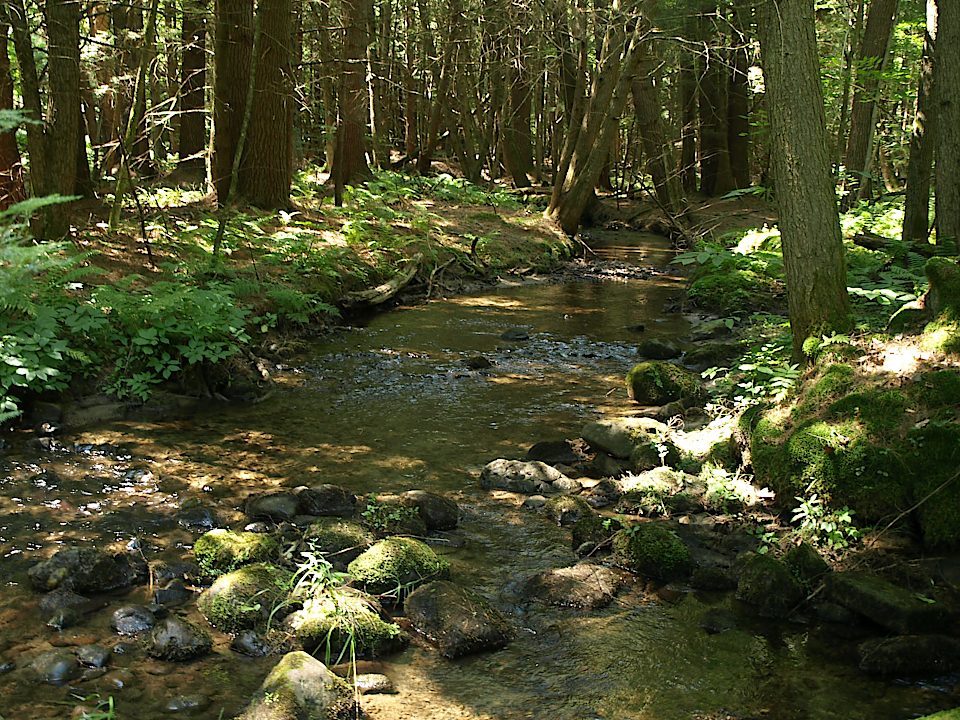 Stream in the forest